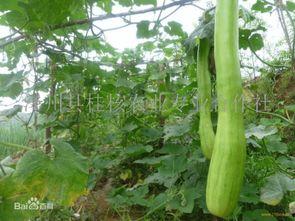 砍瓜怎么吃正确,探索美味与健康的完美结合