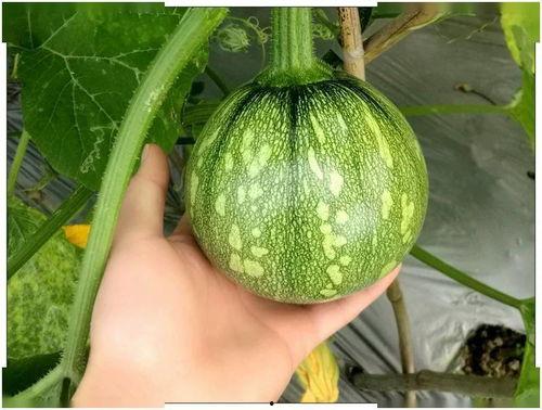 娱小瓜吃瓜,娱乐圈那些不为人知的瓜料