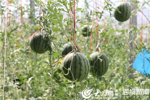 长垣吃瓜讲解视频,揭秘当地特色美食背后的故事