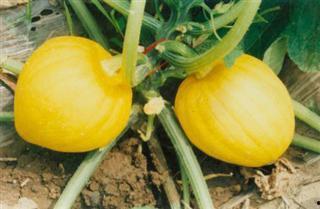 新疆栗瓜怎么吃,解锁美味新体验