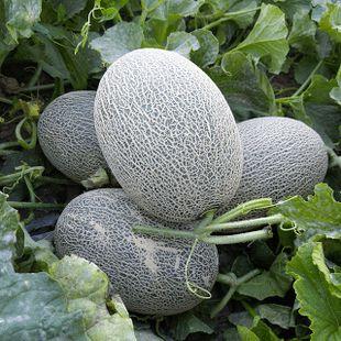 吃瓜群众爱吵瓜,瓜界风云再起，谁将笑到最后？