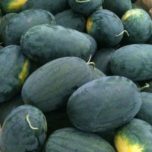 新的瓜也没人吃