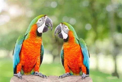 鹦鹉吃瓠瓜吗,揭秘它们对瓠瓜的喜爱之谜