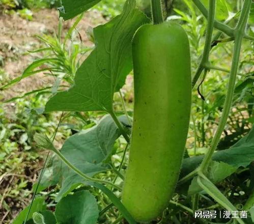 瓠子瓜你吃不,品味传统美食的魅力