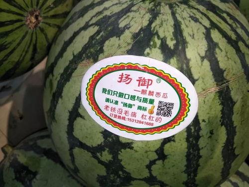 瓜瓜吃瓜主题,瓜瓜吃瓜，揭秘娱乐圈幕后真相