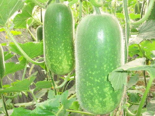 小风瓜怎么吃减肥