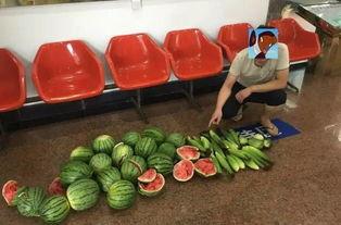 偷地吃瓜图片,揭秘田间地头的欢乐瞬间