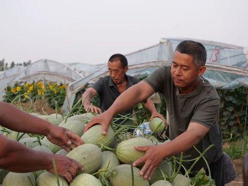 现在就出发吃的瓜,跟随“现在就出发”潮流，探索美食新天地