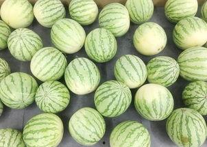 如何开始吃瓜,揭秘吃瓜文化的起源与魅力