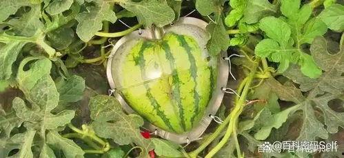 吃瓜的像什么,揭秘网络时代的“瓜田”众生相