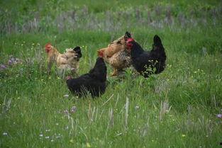 吃瓜土鸡,揭秘农村土鸡养殖的绿色革命