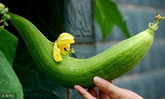 瓜种多了怎么吃,瓜种繁多,教你轻松吃出健康与乐趣